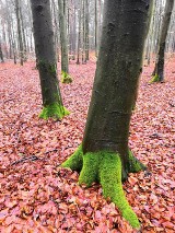 Bory Dolnośląskie: Nawet o tej porze roku jest tam pięknie! Zobaczcie! [ZDJĘCIA] 