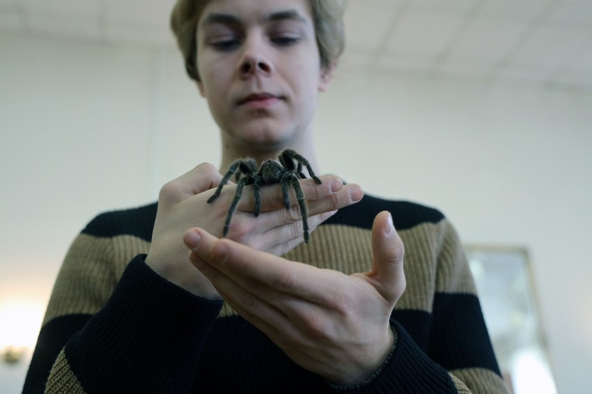 Fascynujący świat pająków i skorpionów w Europejskim Centrum Młodzieży w Jaworze [ZDJĘCIA]