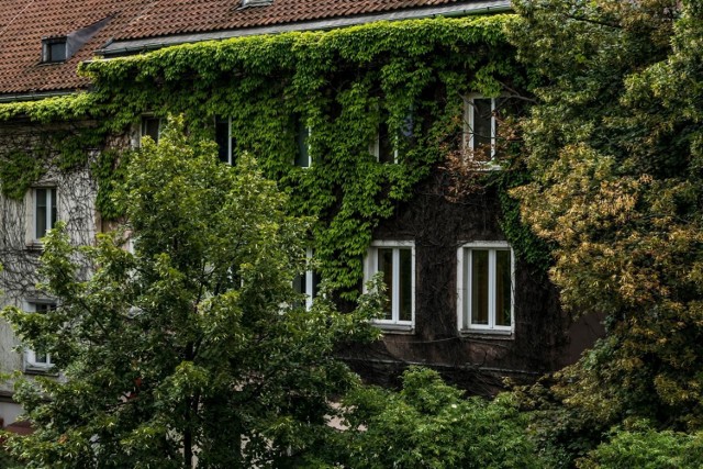 Czy Kraków będzie miał więcej zielonych ścian? Radni są za, prezydent przeciw