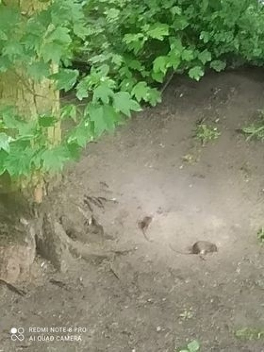 Szczury przy Sucharskiego w Toruniu