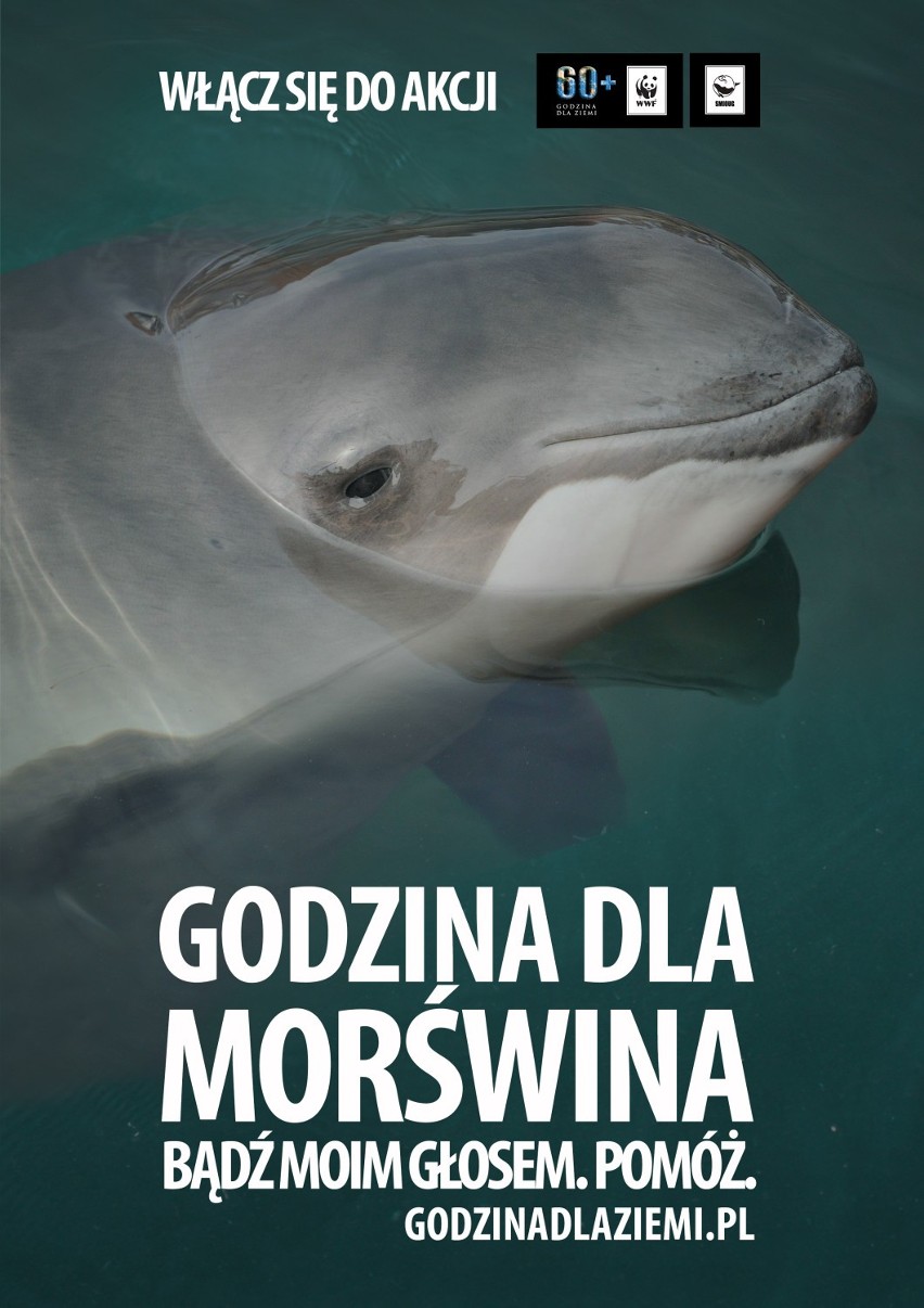 Godzina dla morświna. Akcja WWF Godzina dla Ziemi