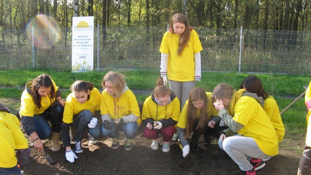 Pola Nadziei 2013 w Tychach. Sadzenie żonkili przy domu hospicyjnym