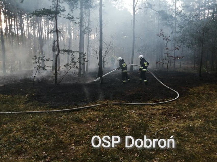 Pożar lasu w Mogilinie. Z ogniem walczyły cztery jednostki