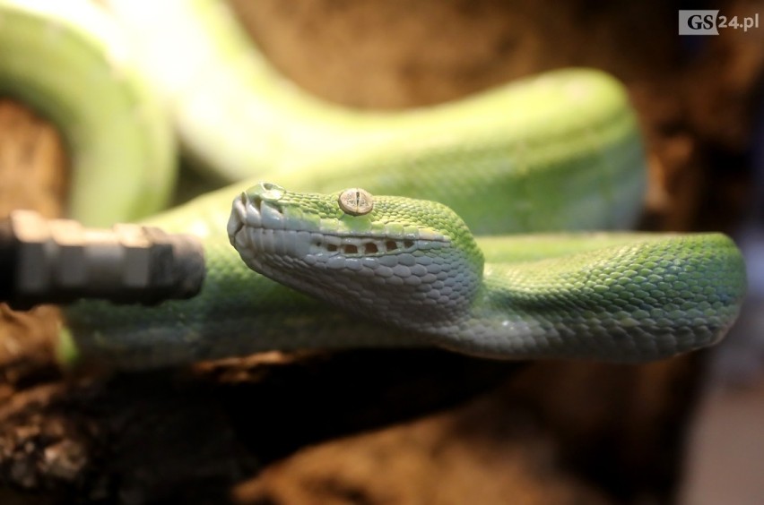 Nie boisz się pająków ani wielkich robaków? Przyjdź na NOC BIOLOGÓW w Szczecinie