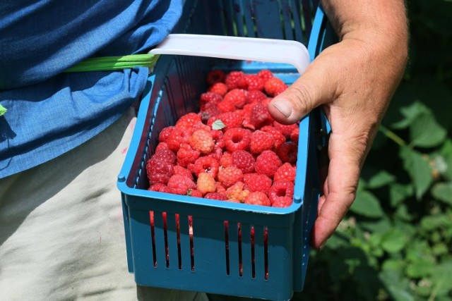 Plantatorzy i sadownicy z województwa łódzkiego zachęcają mieszkańców regionu do samodzielnego zbierania owoców i warzyw. Oferują dużo niższe ceny niż w sklepach czy na rynkach. Nie wszystkie oferty cieszą się jednak zainteresowaniem.

W regionie można obecnie nazrywać wiśni, zebrać borówkę amerykańską, maliny, a także cukinie, dynie czy buraczki. W tym roku ofert tzw. samozbiorów jest więcej niż zazwyczaj, ale część plantatorów narzeka na niewielką liczbę klientów.

Czytaj dalej