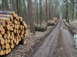 Wycinka drzew w Zwonowicach, Lyskach. Mieszkańcy zaniepokojeni, ale nadleśnictwo uspokaja: to prace pielęgnacyjne 
