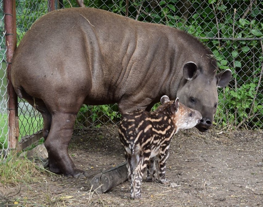 Tapirek Bulwa nowym mieszkańcem zoo [ZDJĘCIA]