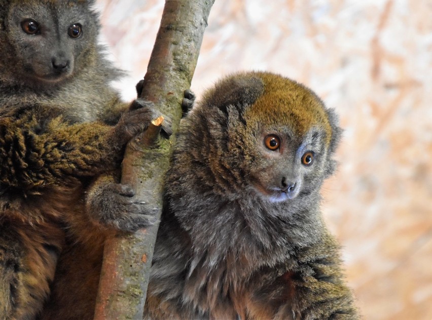 Para lemurów alaotrańskich to nowi mieszkańcy opolskiego...