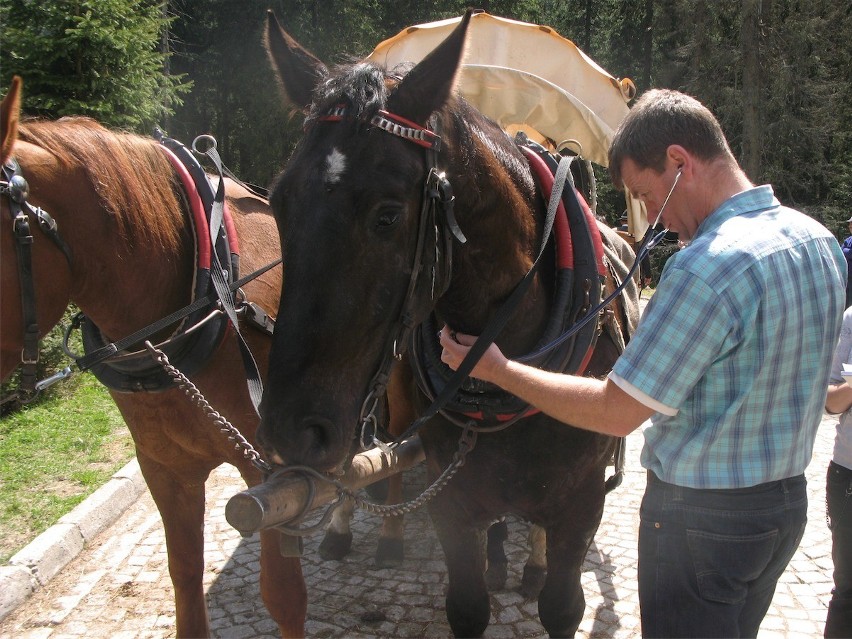 Tatry: badali konie w Morskim Oku [ZDJĘCIA]