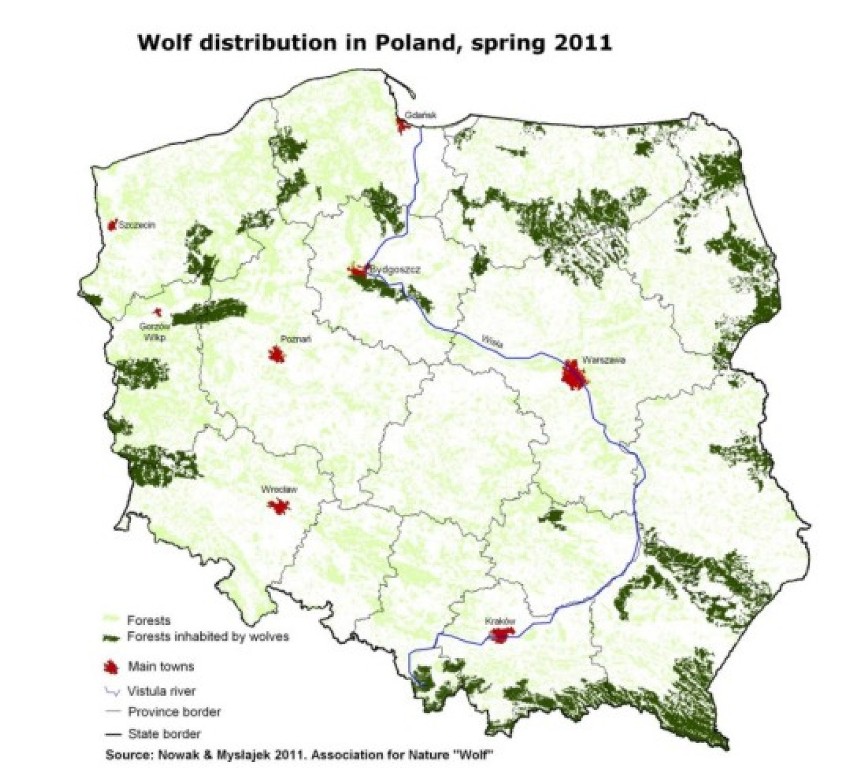 Wilki w Polsce
