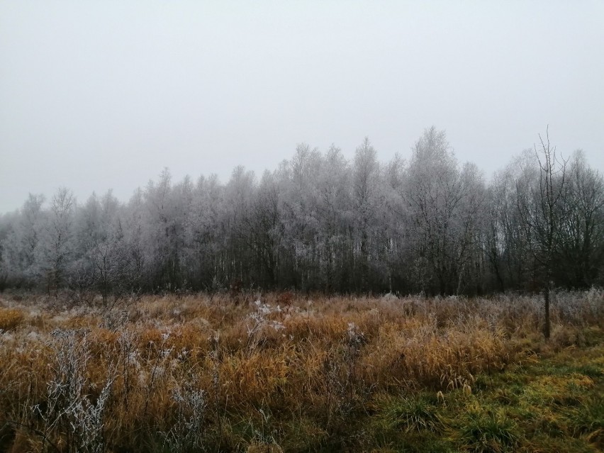 Lasy koło Zduńskiej Woli w zimowej szadzi