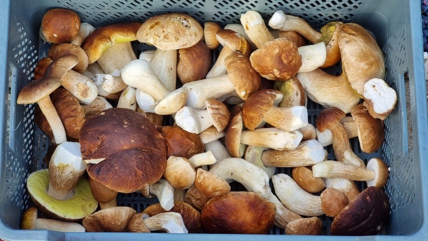 Na kieleckich bazarach we wtorek oferowano mnóstwo grzybów....