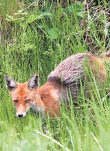 Powiat gorlicki: uwaga na wściekłe lisy