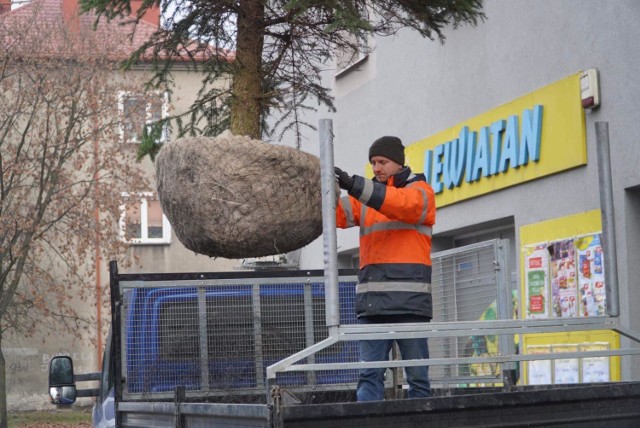 MZUK Sosnowiec posadził nowe choinki w pięciu punktach w mieście. Mieszkańcy mogli zobaczyć jak drzewka unoszone są w powietrzu przez dźwig. 

Zobacz kolejne zdjęcia. Przesuń zdjęcia w prawo - wciśnij strzałkę lub przycisk NASTĘPNE