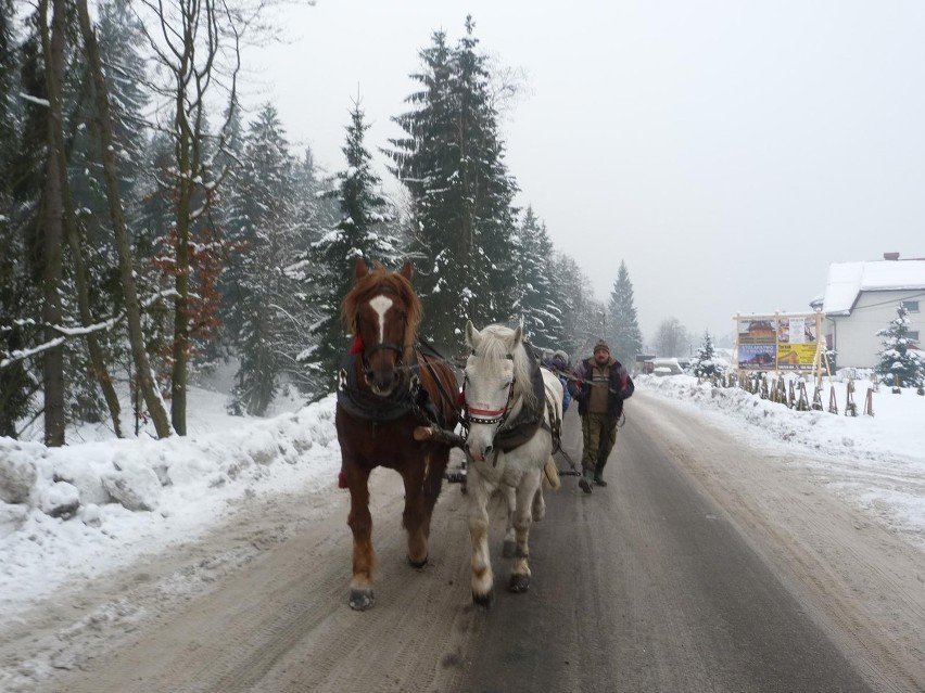 Ferie 2013: Zabawa na kuligu w Istebnej ZDJĘCIA