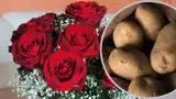 Róża w ziemniaku to sposób na zrobienie sadzonek? Sprawdź, co naprawdę się stanie, gdy spróbujesz w ten sposób rozmnożyć róże