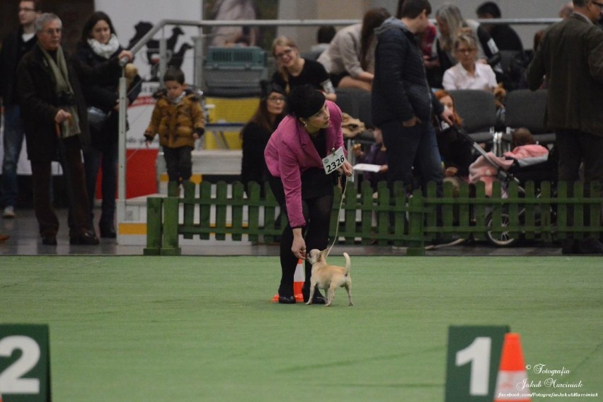 International Dog Show Poznań 2015 

Źródło: Fotografia...