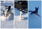 Zimowe zdjęcia zwierzaków naszych Czytelników. Psy i koty też lubią śnieżne zabawy|ZDJĘCIA