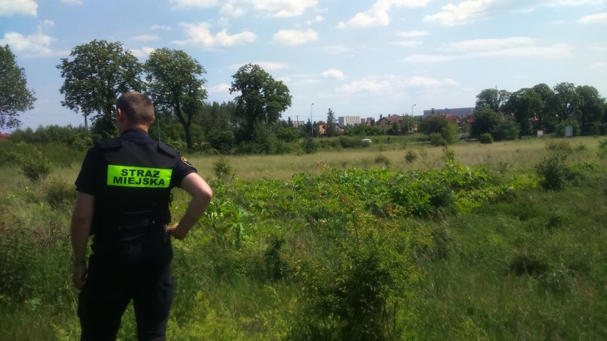 Barszcz Sosnowskiego - straż miejska w Poznaniu ostrzega przed kontaktem z rośliną