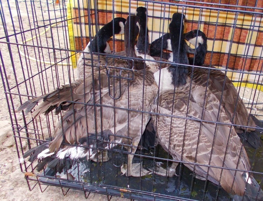 Mieszkaniec Dobrzan nielegalnie hodował chronione ptaki