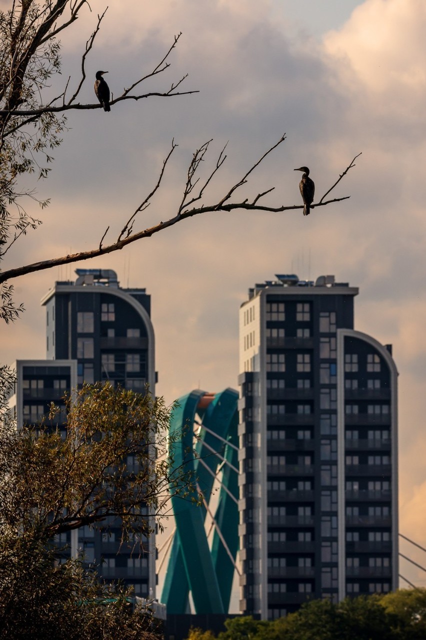 Kormorany nad Brdą znalazły się w kadrze Piotra...