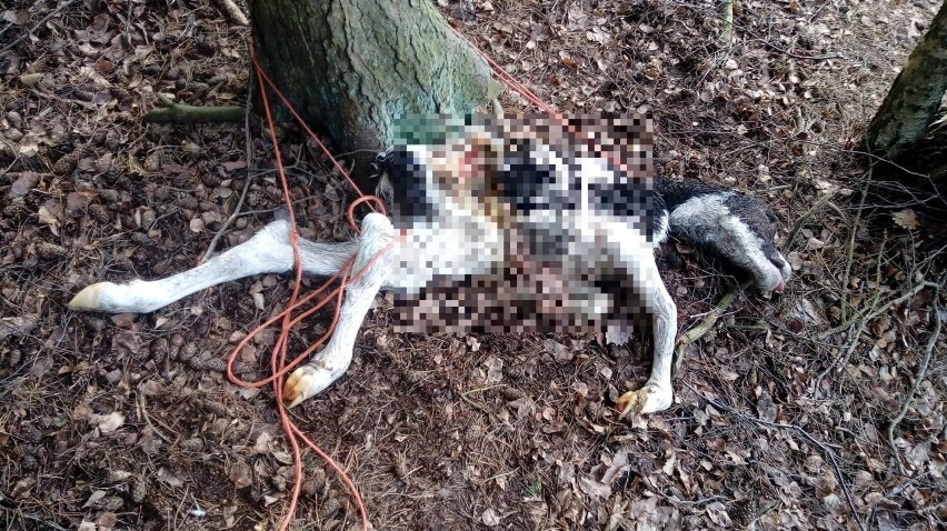 Uwiązany martwy cielak został znaleziony w lesie w okolicach...