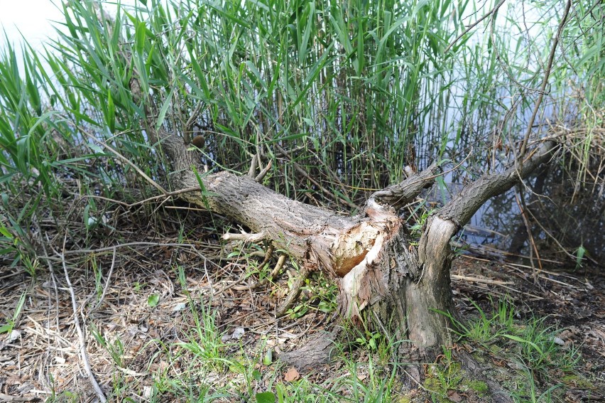 Bobry niszczą drzewa nad zbiornikiem zaborowskim