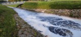 Rzeka Nacyna w Rybniku zanieczyszczona! Nieznana substancja trafiła do wody, która zaczęła się pienić. Zobacz ZDJĘCIA