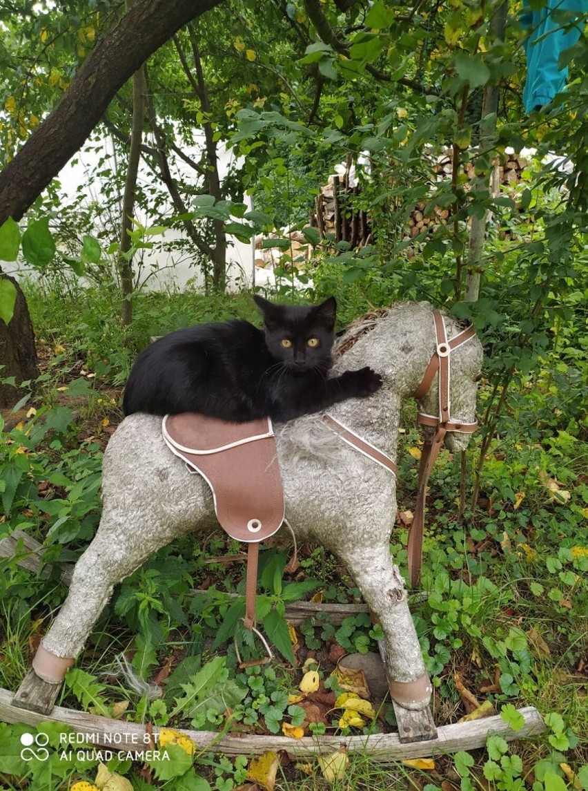 Czarny kot też lubi pojeździć na koniku