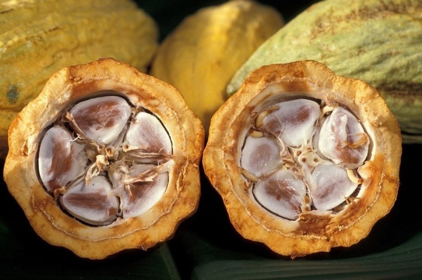 Każdy owoc kakaowca zawiera kilkadziesiąt ziaren. Żeby...