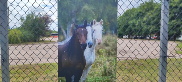 Pierwsze fotografie możemy podziwiać już m.in na ogrodzeniu Miejskiego Zakładu Komunikacyjnego w Koninie.