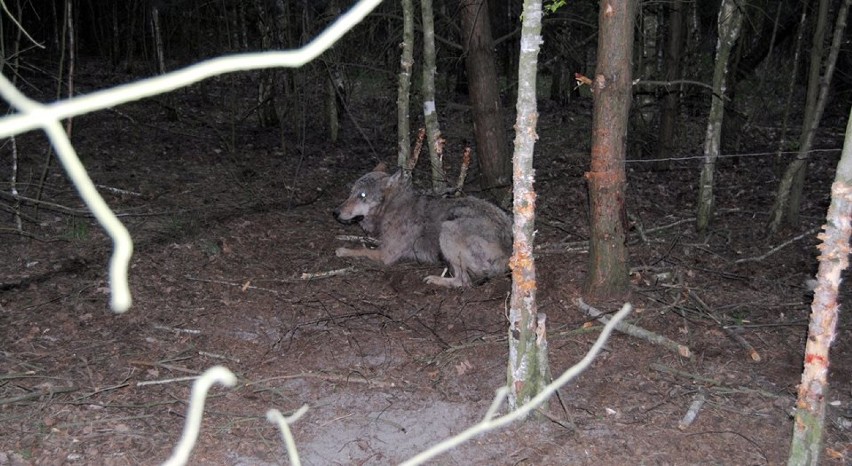 Wilk złapał się we wnyki w lesie w Bujniczkach (gm....