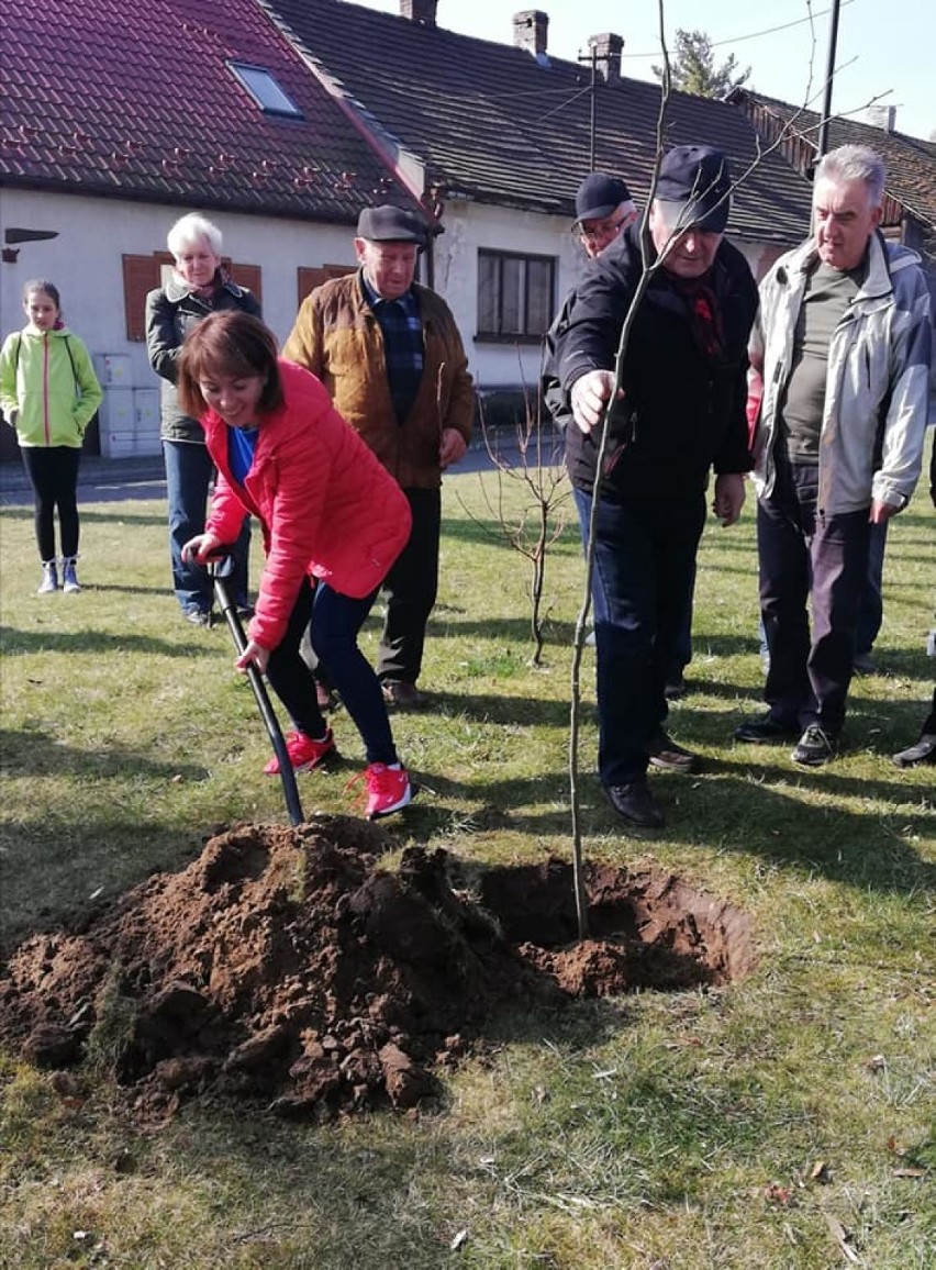 Alwernia. Seniorzy wraz z burmistrz Beatą Nadzieją-Szpilą zasadzili drzewo na Rynku