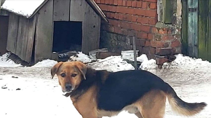 Felek z Wilkowic - pies odebrany właścicielom