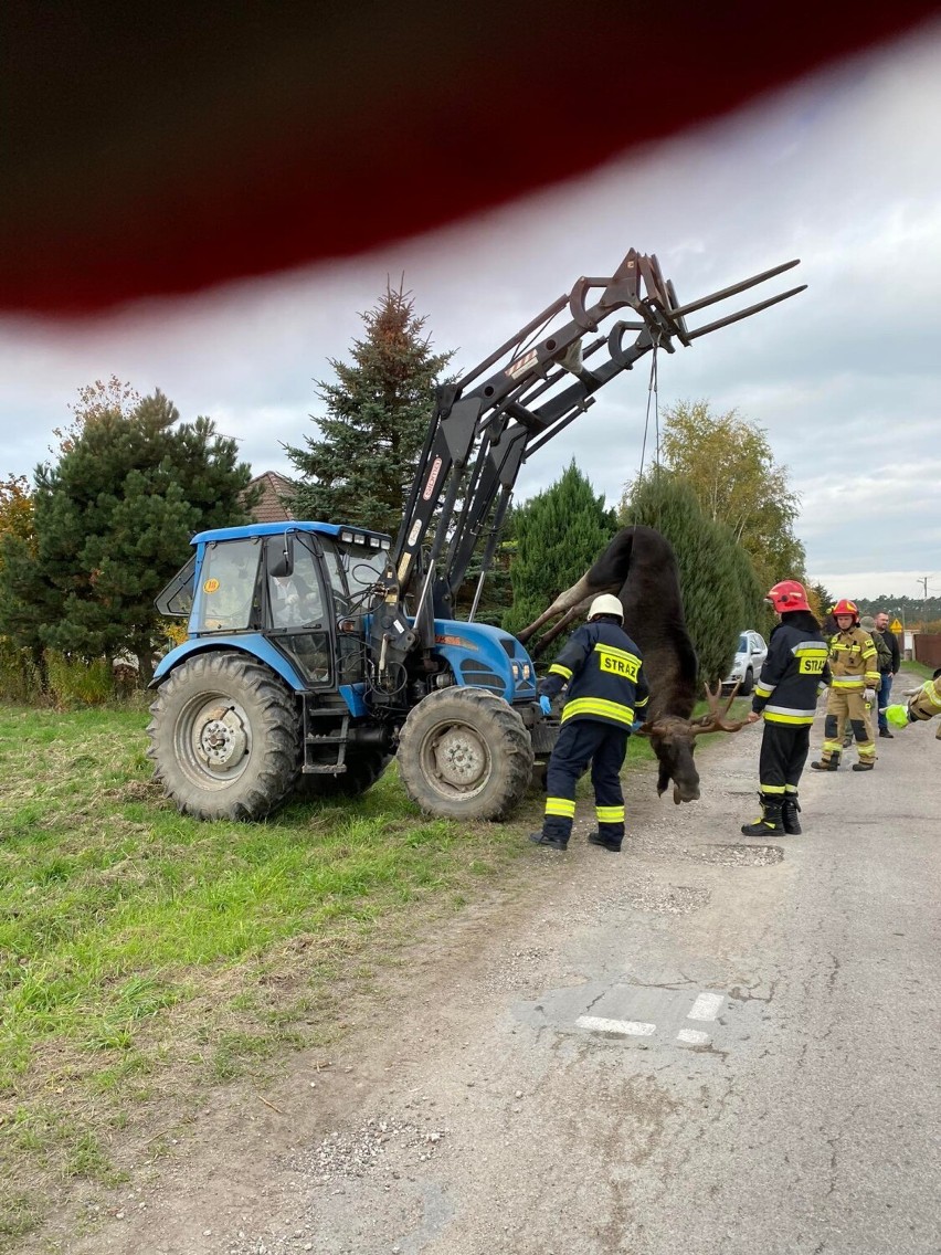 Łoś zawisł na ogrodzeniu w Szpetalu Górnym