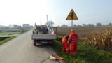 W powiecie dąbrowskim trwa wielka wymiana znaków drogowych. Przy siedmiu trasach pojawi się 700 nowych drogowskazów [ZDJĘCIA]