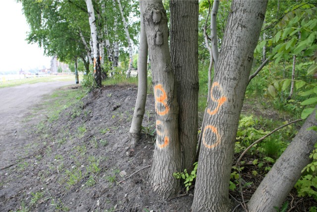 -&nbsp;Sprawa jest poważna, bo tych drzew na pewno nie oznakował ktoś z nudów podczas spaceru - mówi radny Łukasz Hamadyk