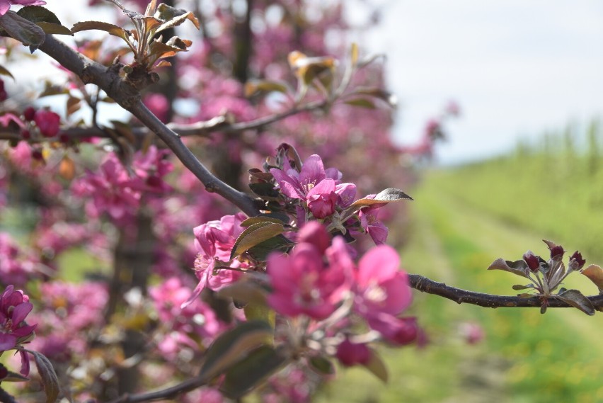 Zakwitły sady przy ulicy Klikowskiej w Tarnowie. Rosnące w nich drzewa jabłoni obsypane są tysiącami pięknych i pachnących kwiatów. Zdjęcia!