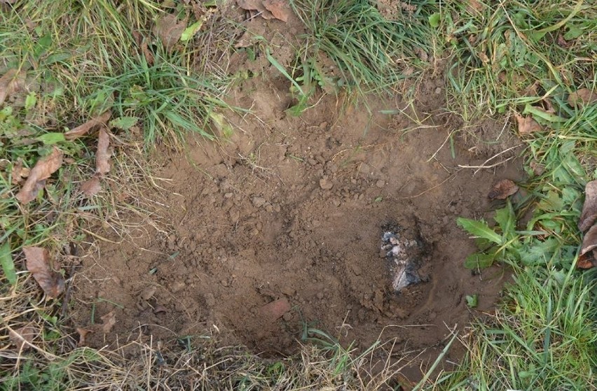 40-latek zakopał psa na posesji koło domu