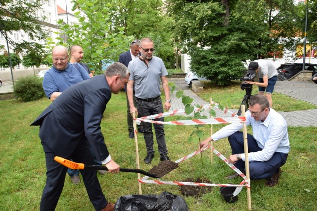 Lipa drobnolistna stanęła na skwerze Herberta, naprzeciwko oddziału Narodowego Banku Polskiego przy ul. Damrota w Opolu. Obok niej w kapsule umieszczono karty plebiscytowe.