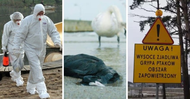 Poznaj strefy objęte zakażeniem wysoce zjadliwą grypą ptaków w woj. śląskim >>>