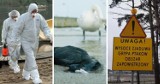 Wysoko zjadliwa ptasia grypa w Śląskiem -strefy objęte zakażeniem! Zebrano ponad tysiąc martwych ptaków... Zakazy i nakazy!