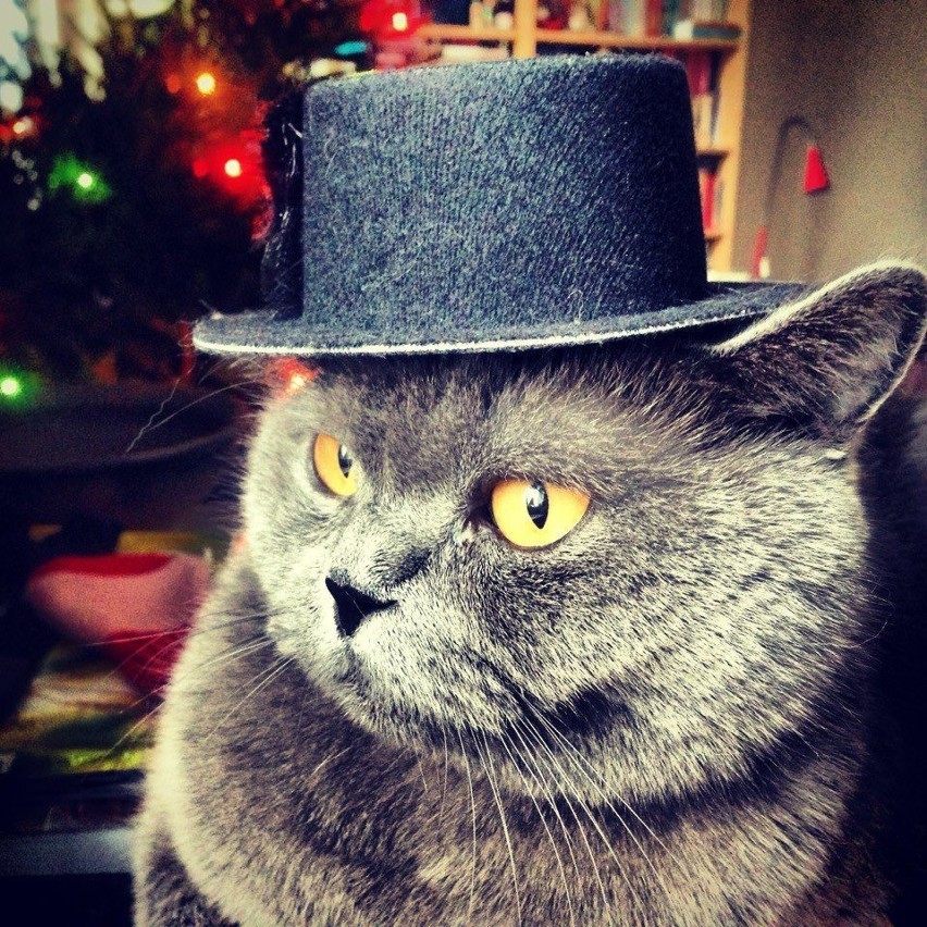 BRUNON

Kot arystokrata - rasowy brytyjczyk. Lubi Kasię Wilk...