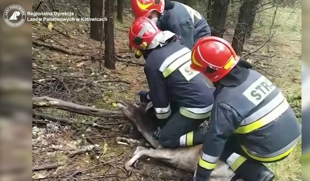 Strażacy delikatnie odcięli dywan zaplątany w poroże zwierzęcia i po akcji daniel może sobie swobodnie hasać po lesie.