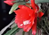 Epifilum - kwitnący kaktus o dużych zygzakowatych liściach i przepięknych kwiatach, ucieszy każde oko