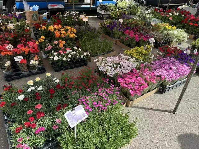 Ostrowiecki Bazarek Ogrody pełny w kwiatach. Zobacz czym przystroić ogród i balkon
