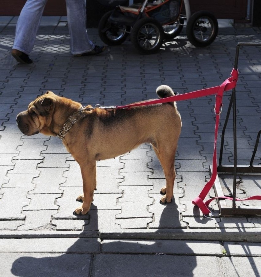 W upalne dni zostawianie psa w słońcu, przed sklepem to...