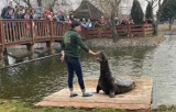 Focze urodziny fetowano w ZOO Safari Borysew. Ulubieniec widzów Dawid skończył 22 lata ZDJĘCIA