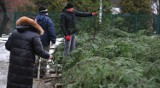 Nadleśnictwa Regionalnej Dyrekcji Lasów Państwowych w Krośnie rozpoczęły sprzedaż choinek. Ile kosztuje drzewko „prosto z lasu”? [ZDJĘCIA]