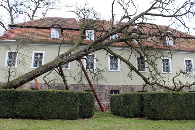 Akacja przechyliła się na dach budynku muzeum.